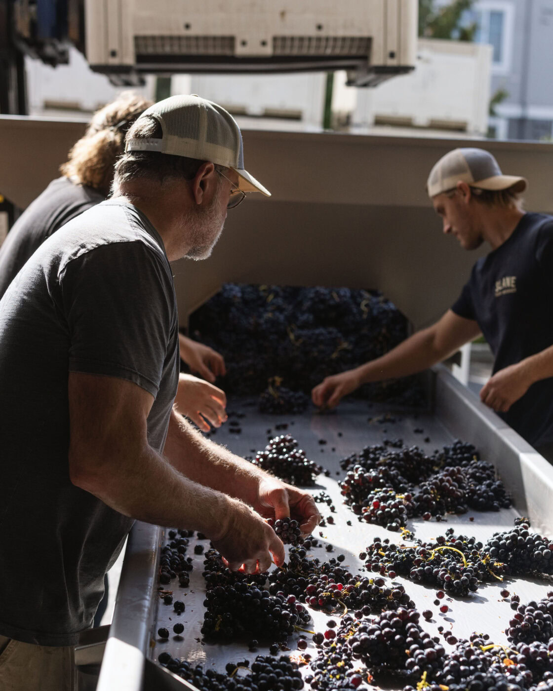 Depict image accurately for accessibility. People harvesting grapes for wine production at Lobo Hills.