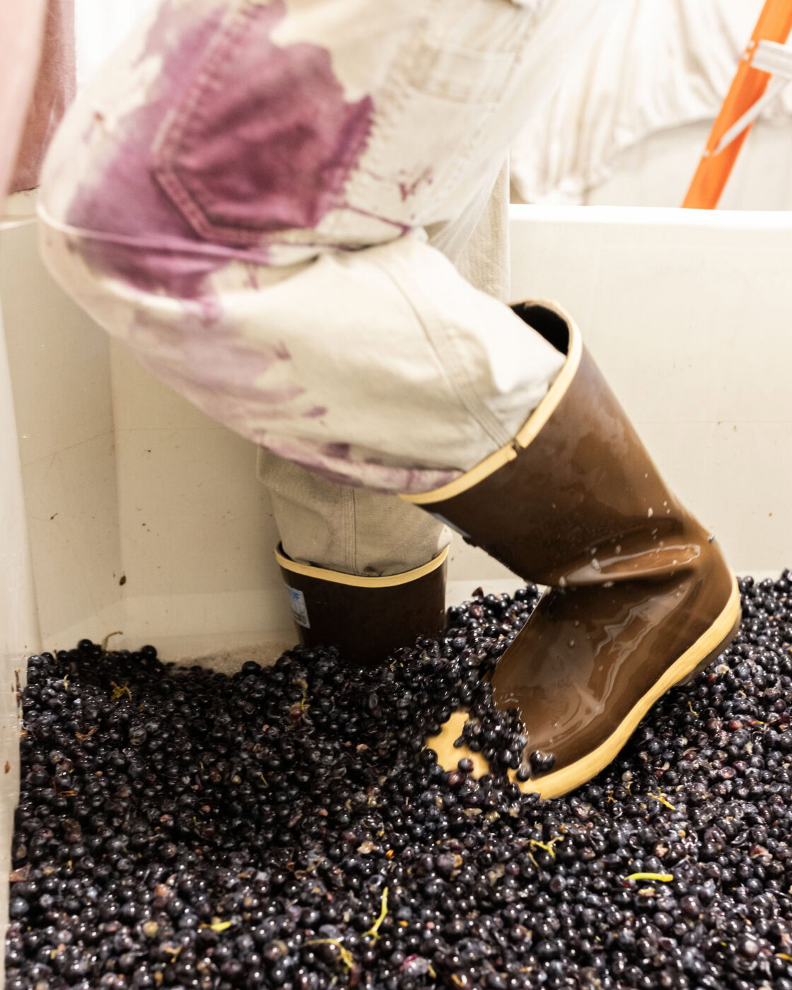 Person stomping grapes in a wine production process, wearing rubber boots and stained clothes, surrounded by grapes.